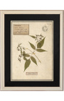 4 herbariumo rinkinys su smėlio spalvos rėmeliu (4 serija)