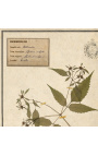 Set of 4 herbarium with beige frame (Serie 4)