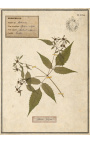 Set van 4 herbariums met beige lijst (Serie 4)