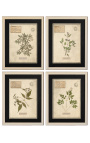 4er-Set Herbarium mit beigem Rahmen (Serie 4)