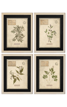 4er-Set Herbarium mit beigem Rahmen (Serie 4)