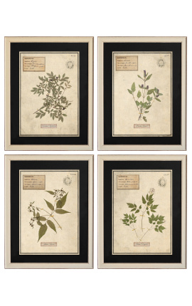 Sada 4 herbářů s béžovým rámem (Serie 4)