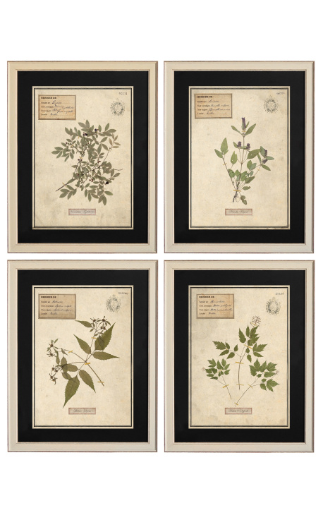 4er-Set Herbarium mit beigem Rahmen (Serie 4)
