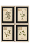 Set of 4 herbarium with beige frame (Serie 4)