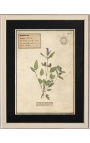 4 db-os herbárium bézs színű kerettel (Serie 4)