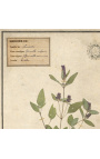 4er-Set Herbarium mit beigem Rahmen (Serie 4)