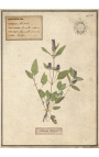 Set of 4 herbarium with beige frame (Serie 4)
