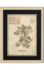 4 herbariumo rinkinys su smėlio spalvos rėmeliu (4 serija)