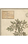 Conjunto de 4 herbários com moldura bege (Série 4)