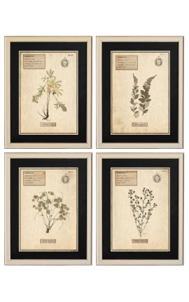 Set of 4 herbarium with beige frame (Serie 1)