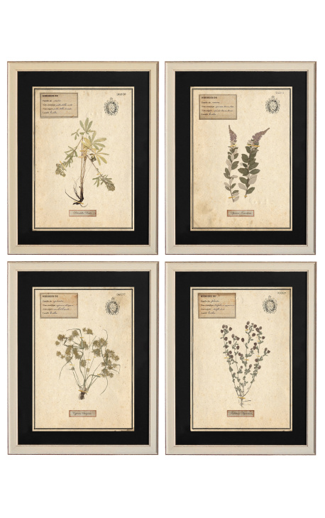 4er-Set Herbarium mit beigem Rahmen (Serie 1)