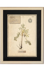 Set of 4 herbarium with beige frame (Serie 1)