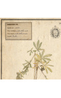 Set van 4 herbariums met beige lijst (Serie 1)