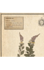 4 db-os herbárium bézs színű kerettel (Serie 1)