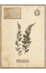 Conjunto de 4 herbários com moldura bege (Série 1)