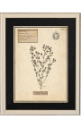4 herbariumo rinkinys su smėlio spalvos rėmeliu (1 serija)