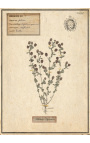 4er-Set Herbarium mit beigem Rahmen (Serie 1)