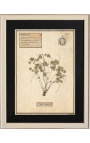 Set of 4 herbarium with beige frame (Serie 1)