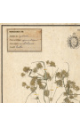 Conjunto de 4 herbario con marco beige (Serie 1)