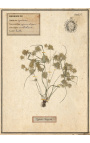 4er-Set Herbarium mit beigem Rahmen (Serie 1)