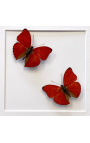 Marco decorativo con dos mariposas "Cymothoe Sangaris"