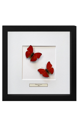 Dekoračný rám s dvoma motýľmi "Cymothoe Sangaris"