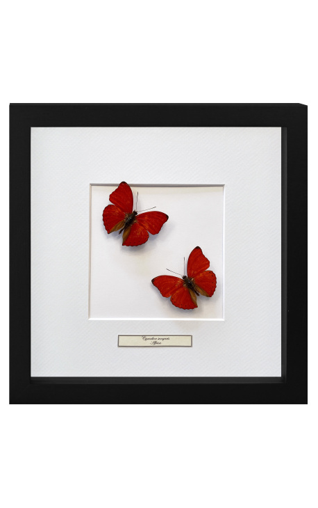 Marco decorativo con dos mariposas "Cymothoe Sangaris"