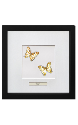 Dekoračný rám s dvoma motýľmi "Cyrestis Camillus"
