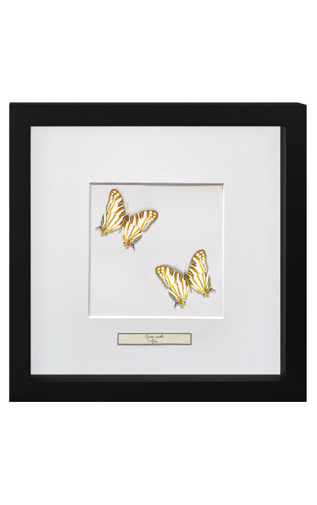 Декоративна рамка с две пеперуди "Cyrestis Camillus"
