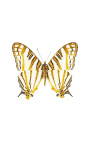 Marco decorativo con dos mariposas "Cyrestis Camillus"