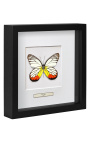 Decorative frame with a butterfly "Delias Hyparete"