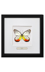 Dekorativ ram med en fjäril "Delias Hyparete"