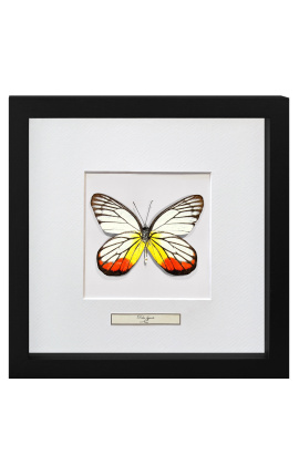 Moldura decorativa com borboleta "Delias Hyparete"