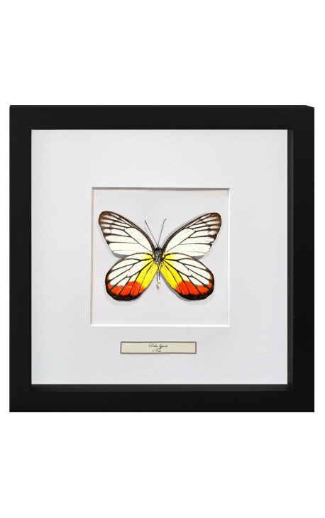 Cadre décoratif avec papillon "Delias Hyparete"