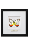 Decoratief frame met een vlinder Delias Hyparete