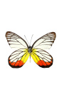 Dekoračný rám s motýľom "Delias Hyparete"