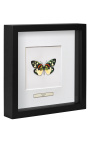 Cadre décoratif avec papillon "Erasmia Pulchera"