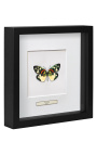 Telaio decorativo con farfalla "Erasmia Pulchera"