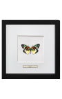 Marco decorativo con mariposa "Erasmia Pulchera"