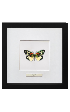 Dekorativní rámec s motýlem "Erasmia Pulchera"