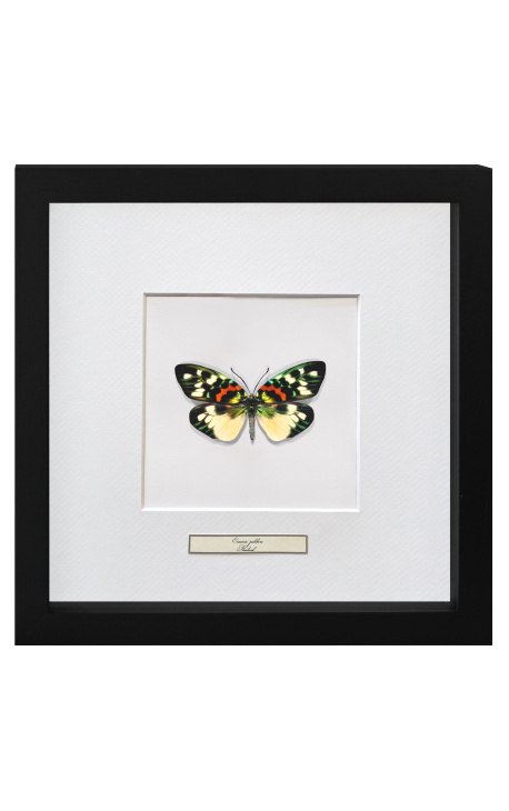 Decoratieve frame met een butterfly "Erasmie Pulchera"