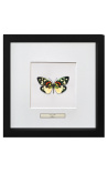 Marco decorativo con mariposa Erasmia Pulchera