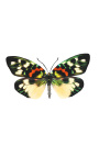 Moldura decorativa com borboleta "Erasmia Pulchera"