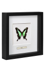 Marc decoratiu amb papallona "Papilio Phorcas"