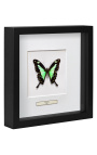 Marco decorativo con mariposa "Papilio Phorcas"