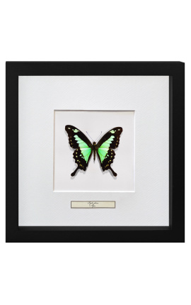 Decorative frame with a butterfly "Papilio Phorcas"