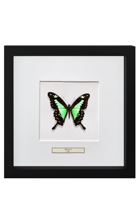 Cadre décoratif avec papillon "Papilio Phorcas"
