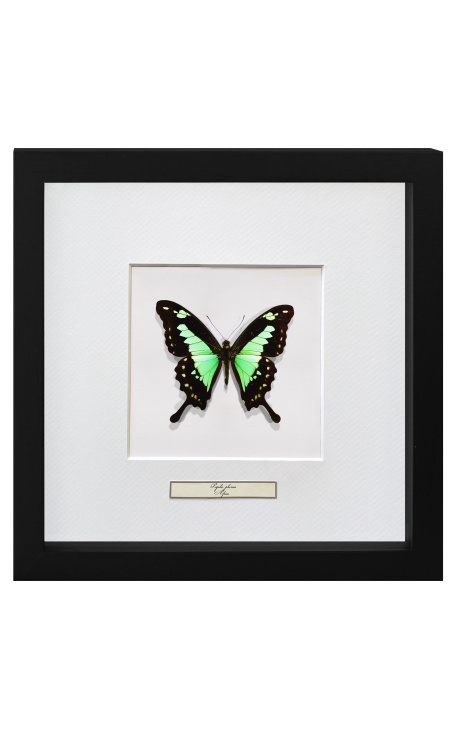 Marc decoratiu amb papallona "Papilio Phorcas"