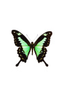 Marco decorativo con mariposa "Papilio Phorcas"