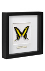 Marco decorativo con mariposa "Papilio Thoas Cinyras"